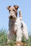 FOX TERRIER 374